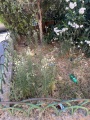 Anteprima di Riqualificazione area verde con il progetto Kairòs al MCL “Don Luigi Sturzo” di Caltagirone